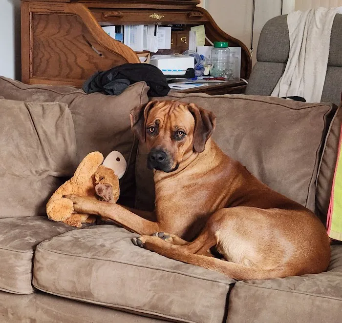 Arlington Pet Hospital Picture 7