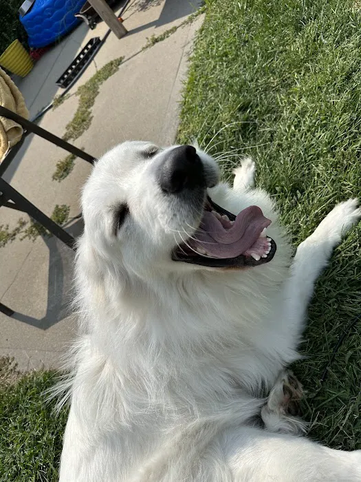 Arlington Pet Hospital Picture 9