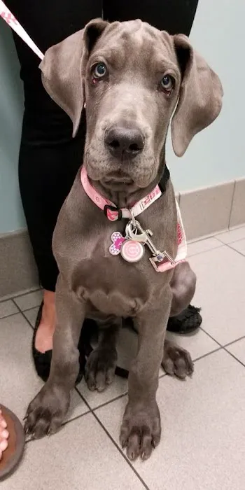 Gentle Doctor Animal Hospital Picture 6