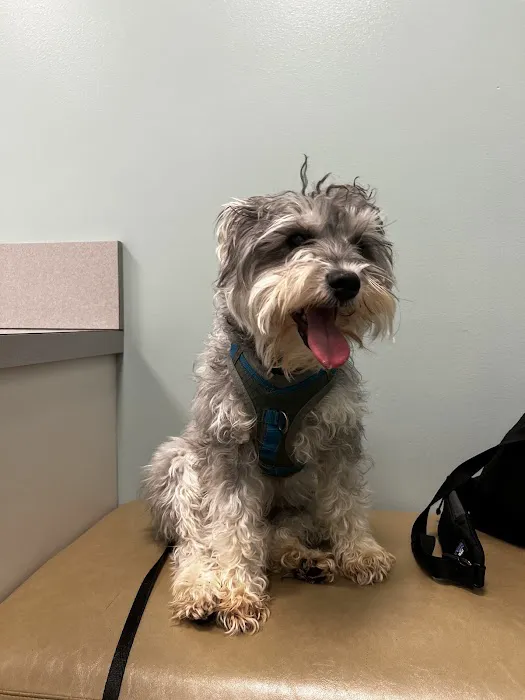 Gentle Doctor Animal Hospital Picture 1