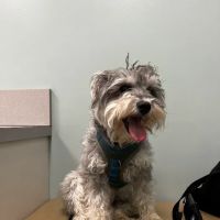 Gentle Doctor Animal Hospital ico