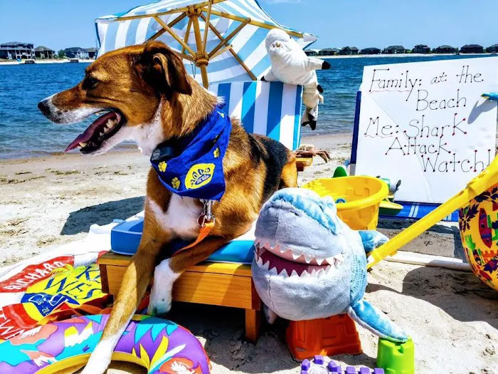 Gentle Doctor Animal Hospital Picture 10