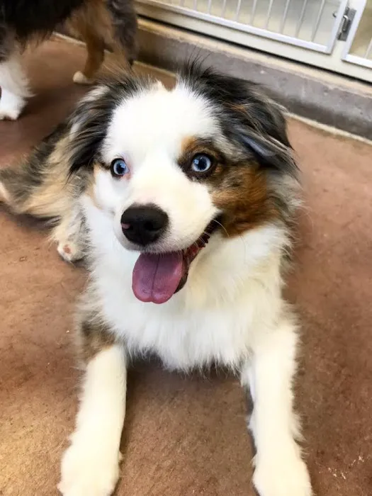 Dr. Peter Bashara, DVM Picture 4