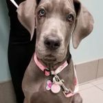 Dr. Miranda Thomassen, DVM