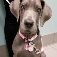 Dr. Miranda Thomassen, DVM ico