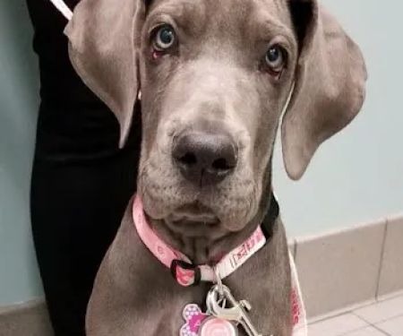 Dr. Miranda Thomassen, DVM