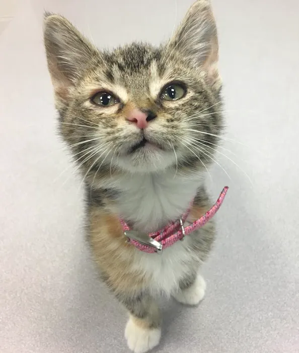 Dr. Miranda Thomassen, DVM Picture 7