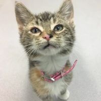 Dr. Bob Krapfl, DVM ico