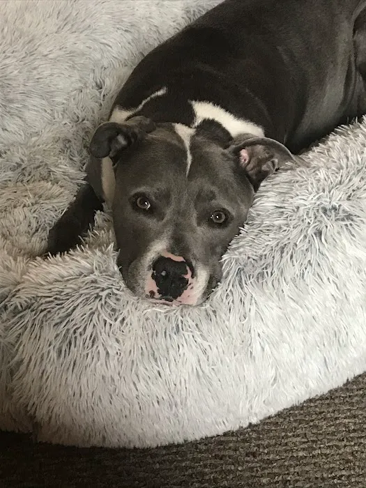 Dunes Animal Hospital Picture 2