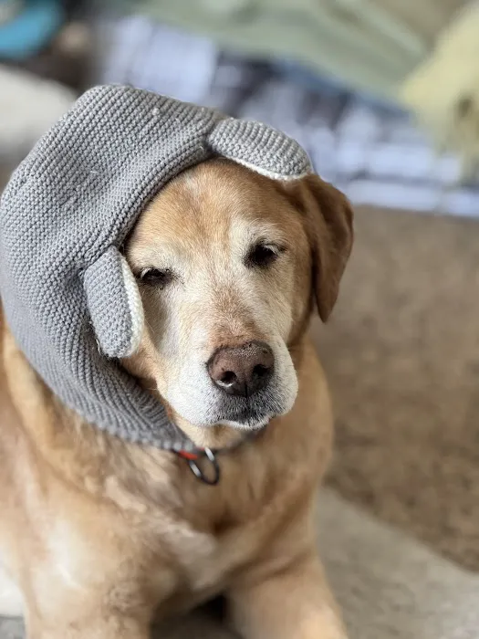 Dunes Animal Hospital Picture 1