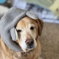 Dunes Animal Hospital ico