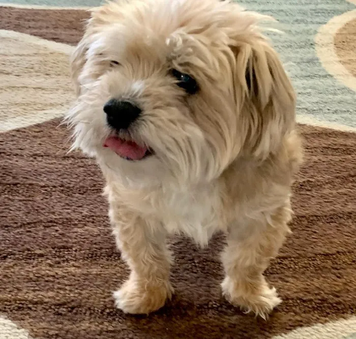 Dunes Animal Hospital Picture 3