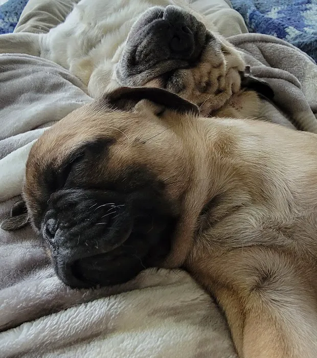 Dunes Animal Hospital Picture 6