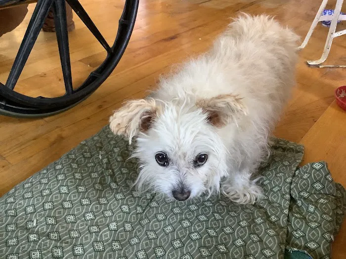 Dunes Animal Hospital Picture 9