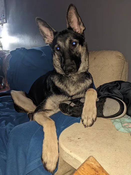 Dunes Animal Hospital Picture 8