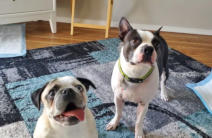 Faithful Friends Veterinary Care Picture 2