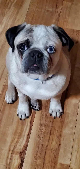 Faithful Friends Veterinary Care Picture 1