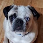 Faithful Friends Veterinary Care