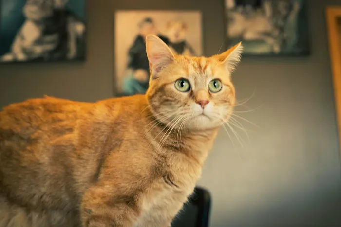 Faithful Friends Veterinary Care Picture 8