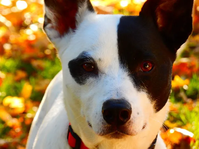 Faithful Friends Veterinary Care Picture 6