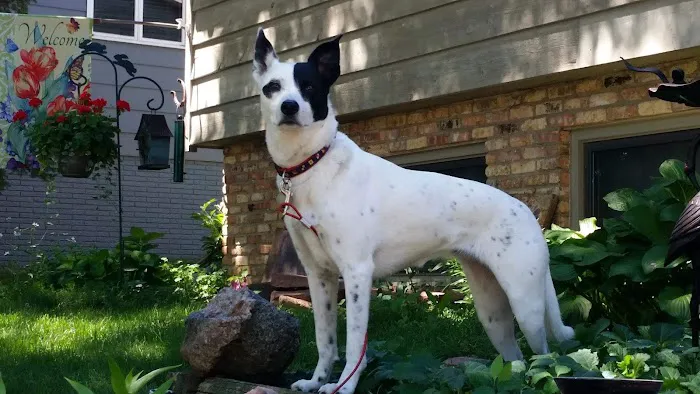 Faithful Friends Veterinary Care Picture 5