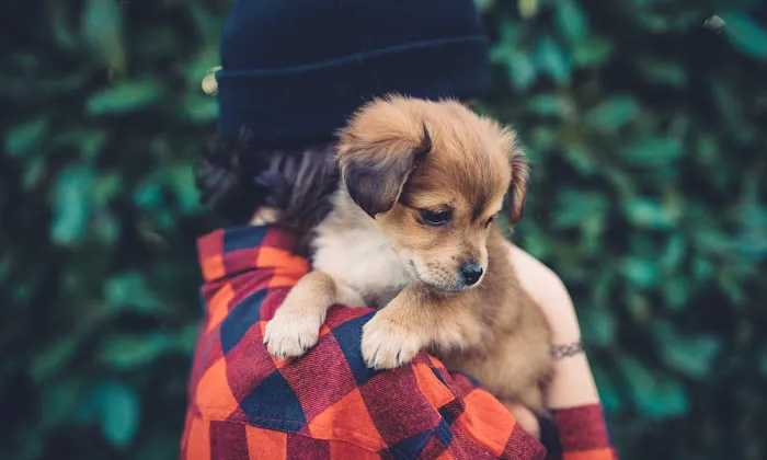 All City Pet Care East Picture 1