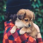 All City Pet Care East