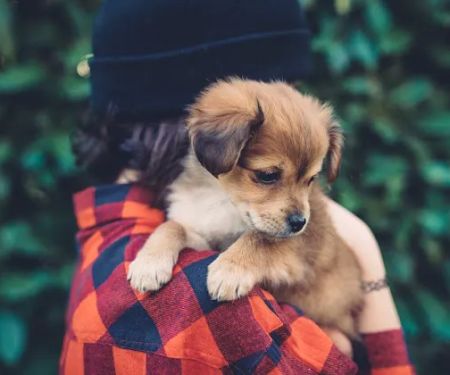 All City Pet Care East