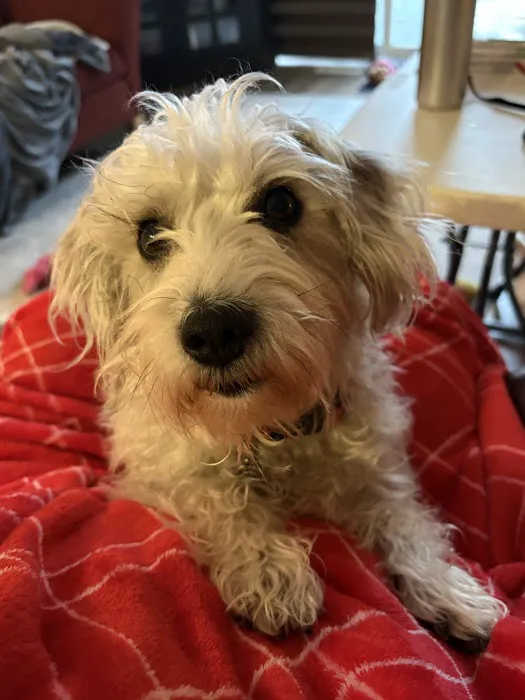 All City Pet Care East Picture 3