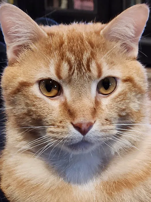 All City Pet Care East Picture 7