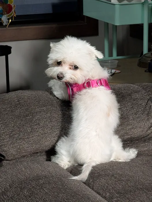 All City Pet Care East Picture 6