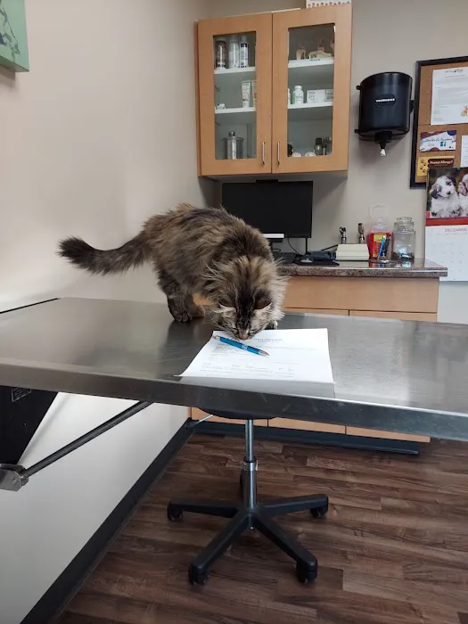 All City Pet Care East Picture 5