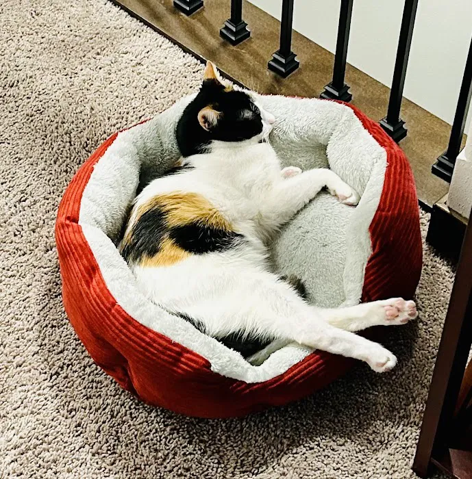 All City Pet Care East Picture 10