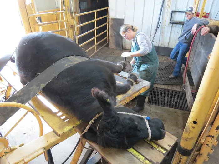 Rock Veterinary Clinic Picture 9