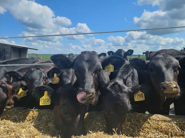 Four Star Veterinary Service Picture 3