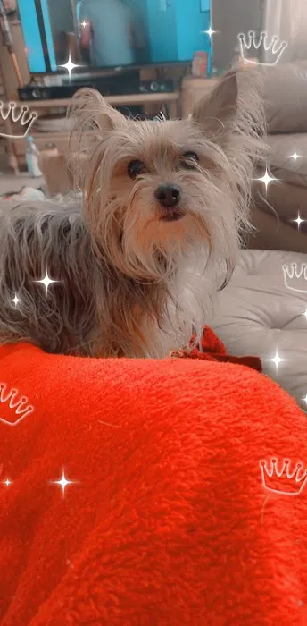 Veterinary Medical Center PA Picture 1