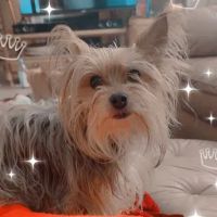 Veterinary Medical Center PA ico