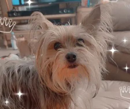 Veterinary Medical Center PA