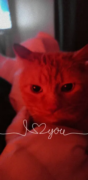 Veterinary Medical Center PA Picture 2