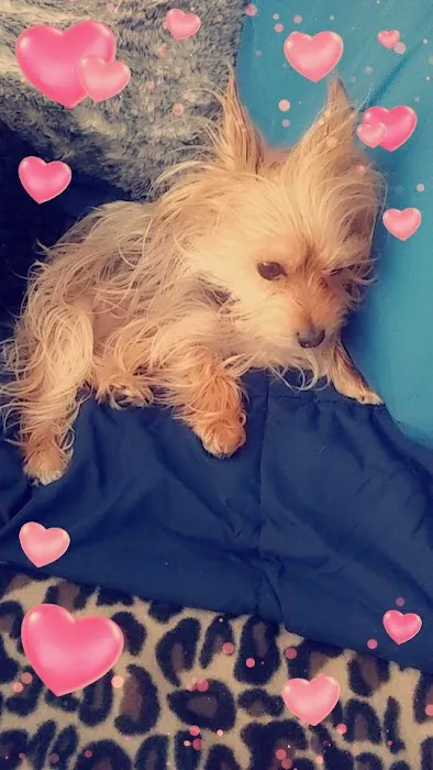 Veterinary Medical Center PA Picture 6