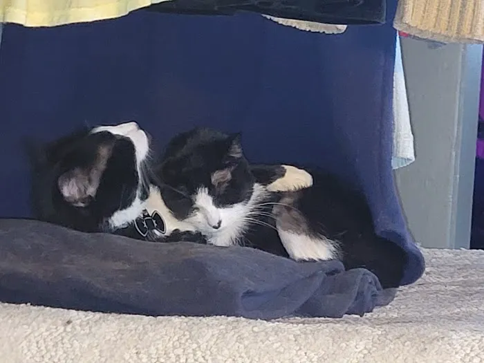 Animal Medical Centers Picture 1