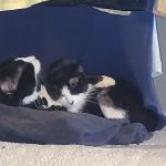 Animal Medical Centers