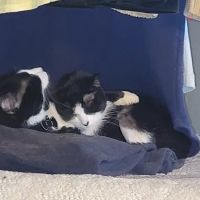 Animal Medical Centers ico