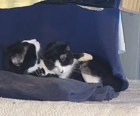 Animal Medical Centers