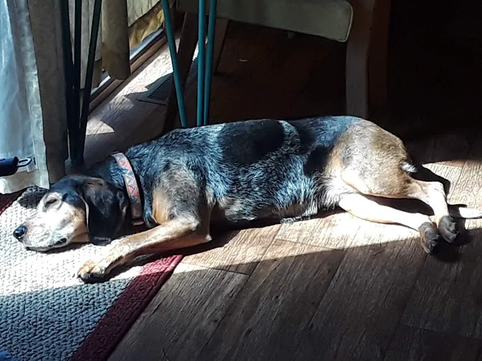 Animal Medical Centers Picture 2