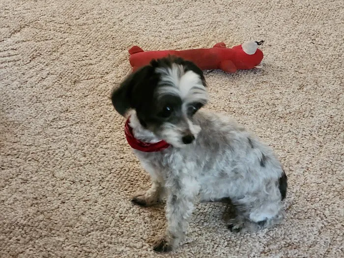 Animal Medical Centers Picture 4