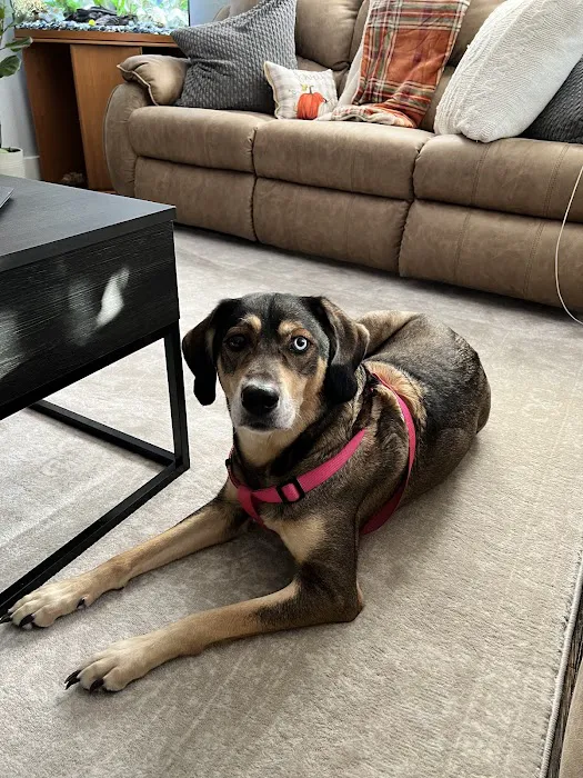 Animal Medical Centers Picture 10