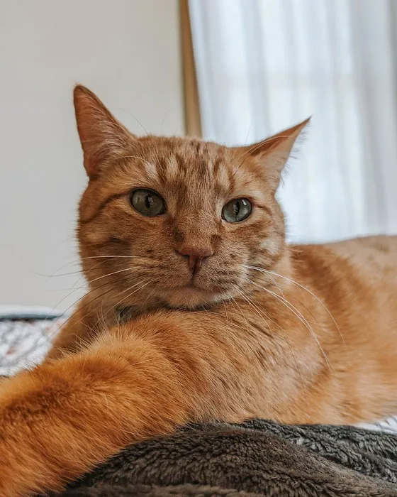 Homestead Small Animal Practice Picture 1