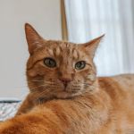 Homestead Small Animal Practice