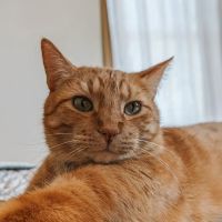 Homestead Small Animal Practice ico